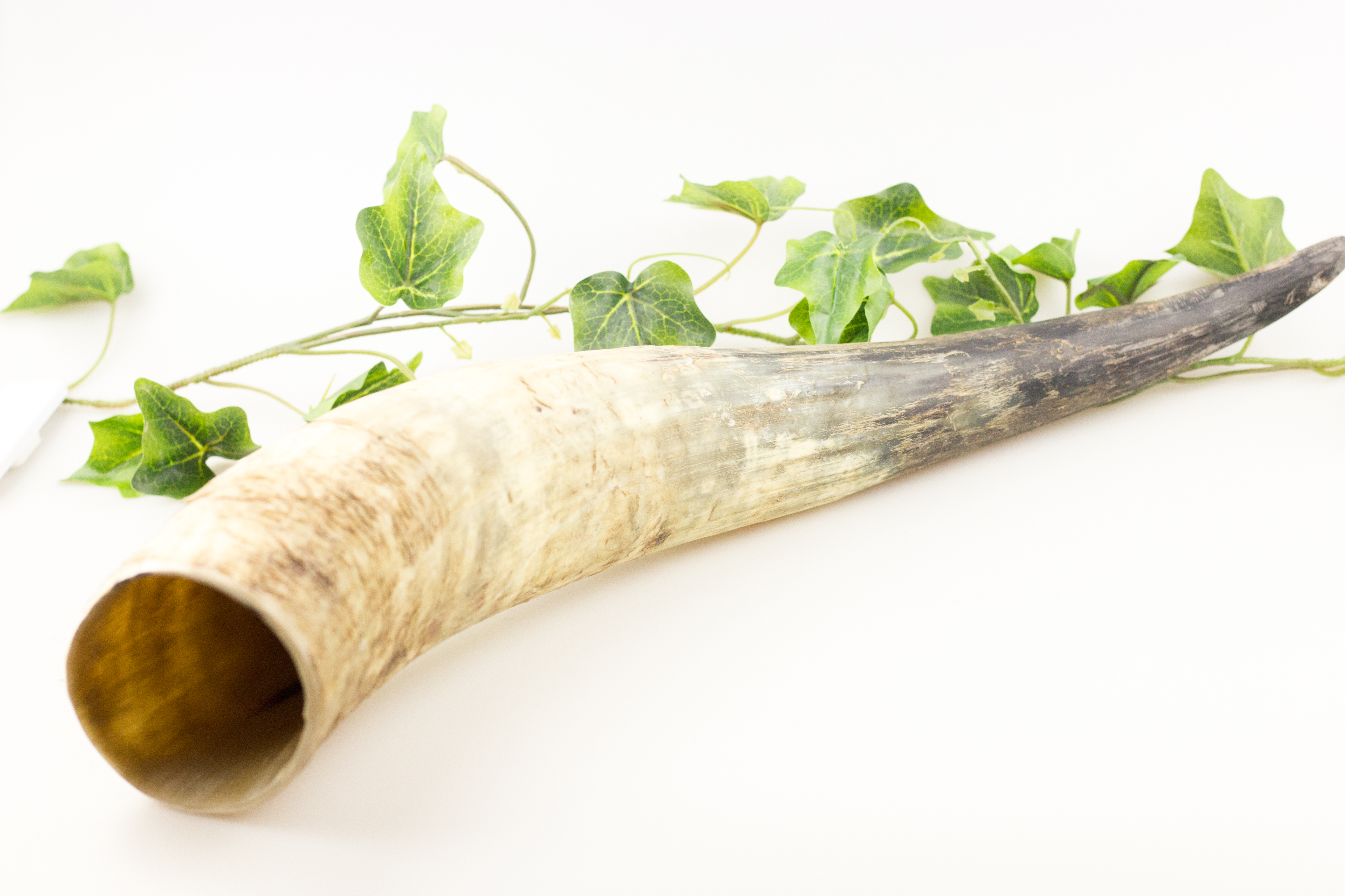 Trinkhorn, natur, ca. 700 - 990 ml