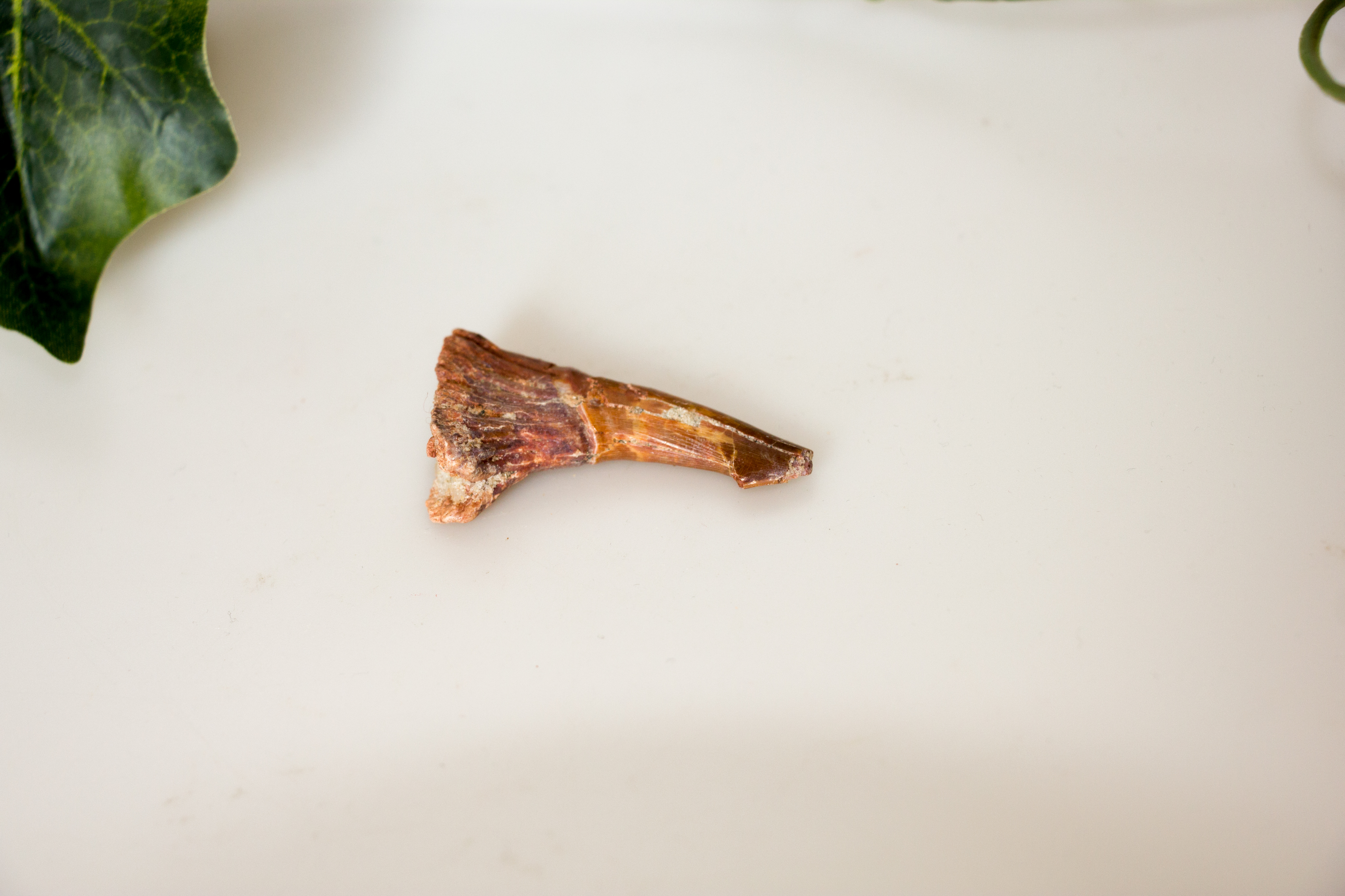 Versteinerter Sägezahn vom Rochen