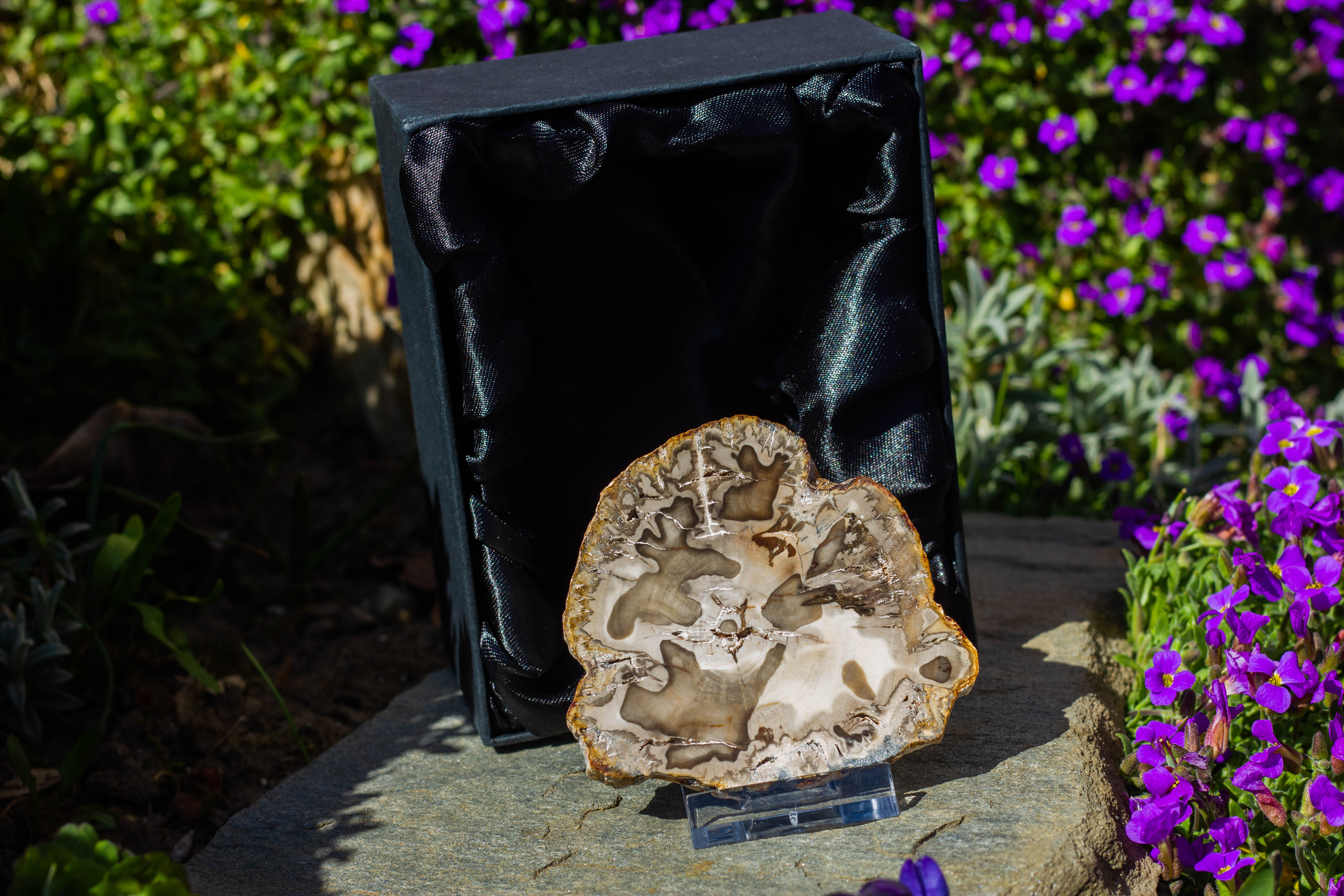 Sammleredition klein versteinertes Holz mit Geschenkschachtel