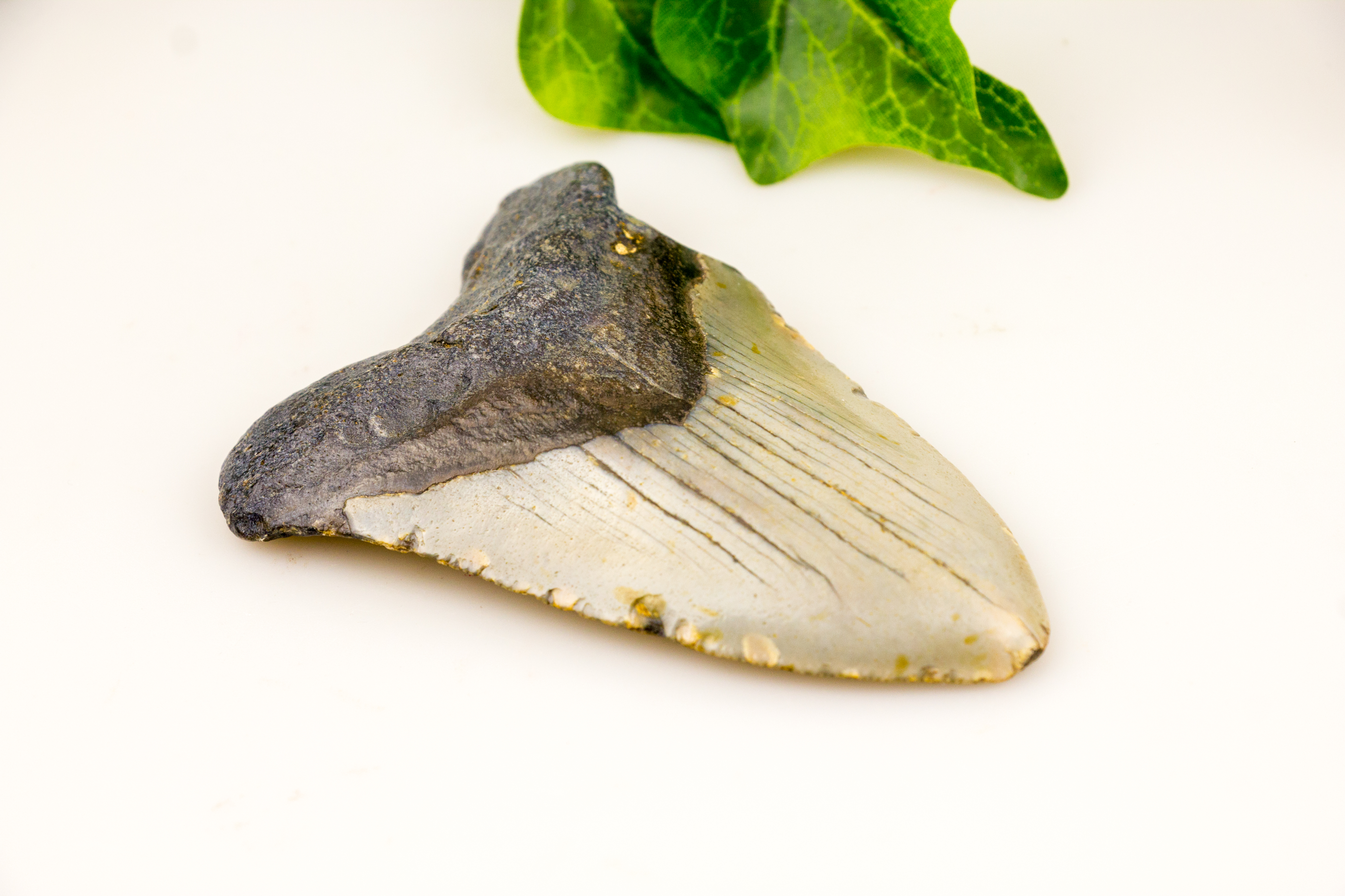 Megalodon Zahn versteinert - ca. 9.1 cm