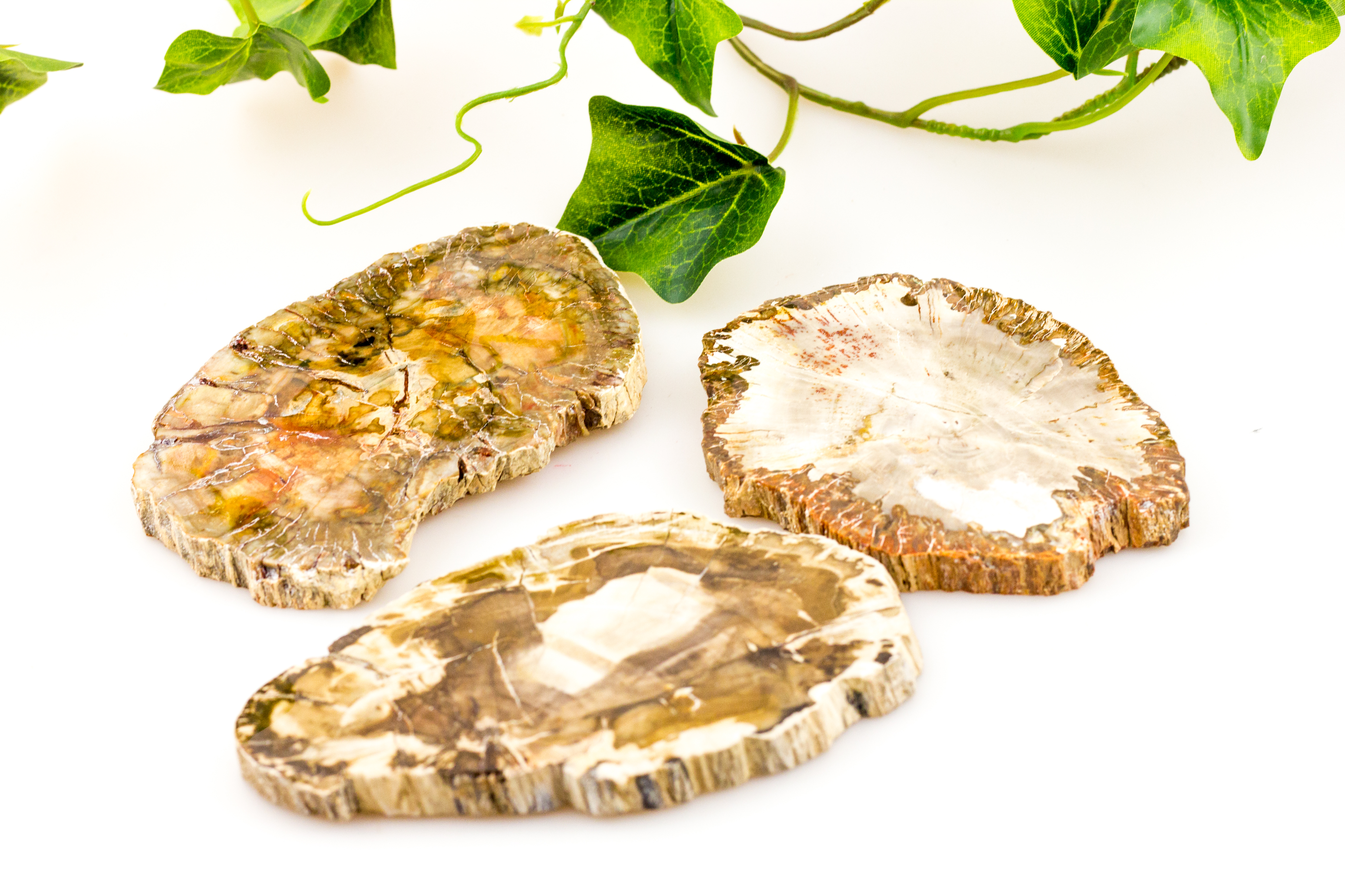 Versteinertes Holz - Scheibe - mittel