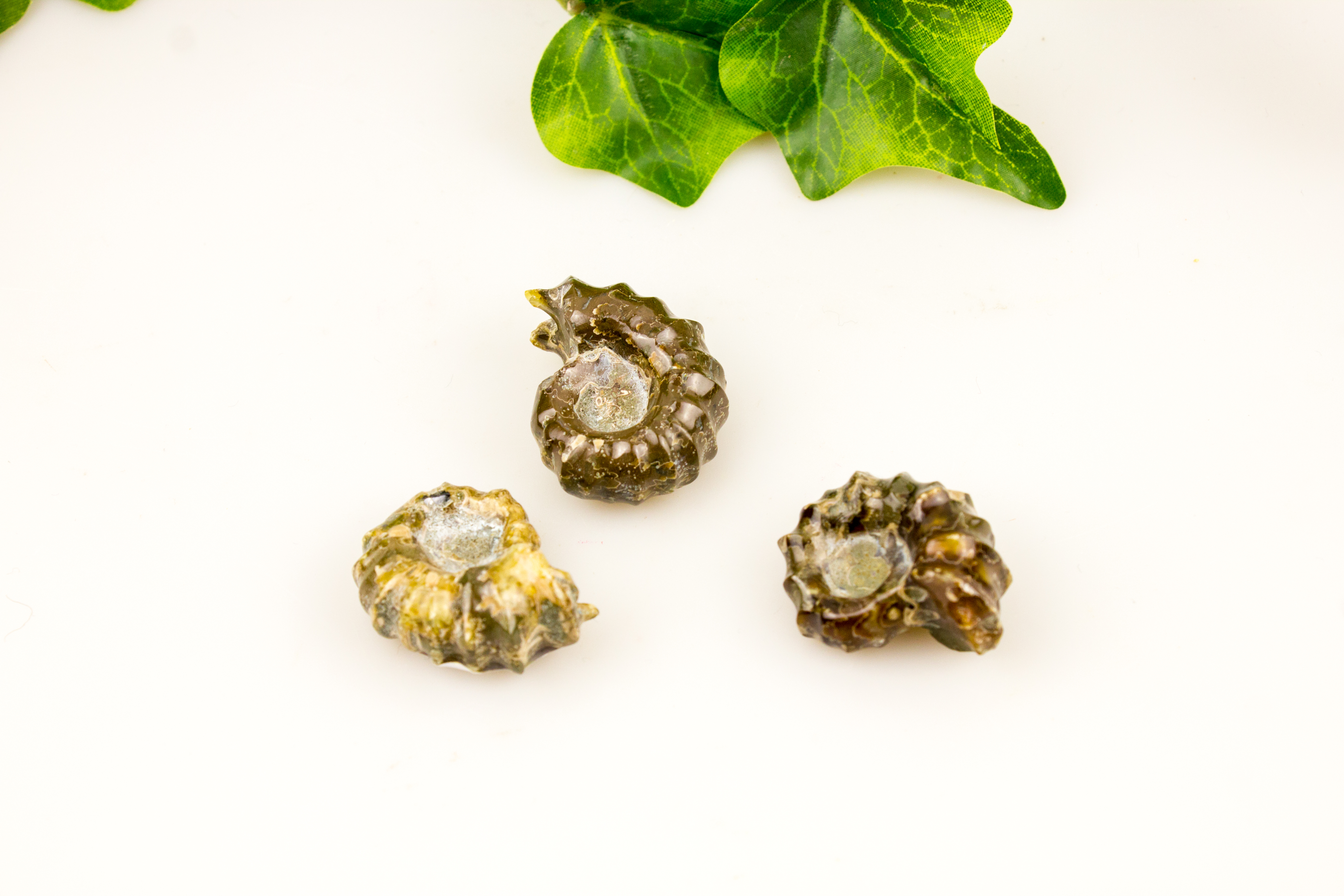 Ammoniten Douveilliceras poliert aus Madagascar, groß